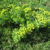 Zypressen Wolfsmilch, eine giftige Problempflanze in trockenen, extensiven Futterwiesen. Tipps zur Eindämmung.