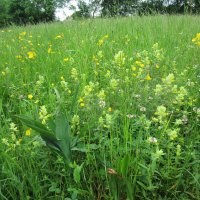 Immer mehr Klappertopf auf Futterwiesen, besonders Extensiv-Weiden -  Warnung vor  tödlichen Giftpflanzen für Vieh auf Alm, Anfrage-Beispiel von 2014 mit Antwort