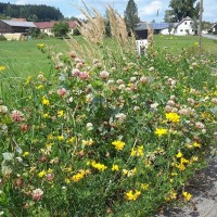 Klimafitte Gräser für Mähwiesen, Weiden und Wechselwiesen und FELDFUTTER